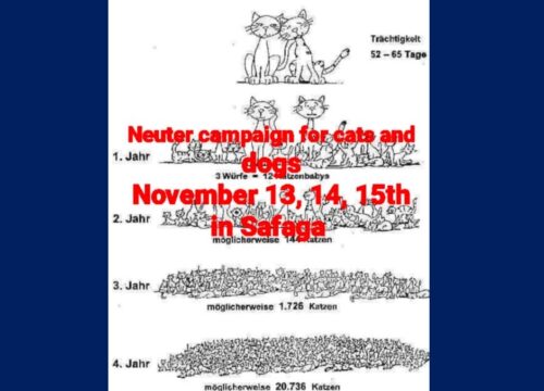 Castration for street animals – Campaign in Safaga 13.11.-15.11.2024