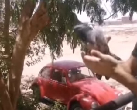 Fly free again little Bird!