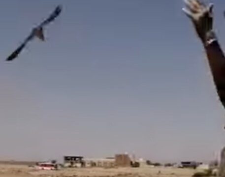 Fly little Bird, fly!