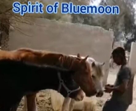 SPIRIT OF BLUEMOON