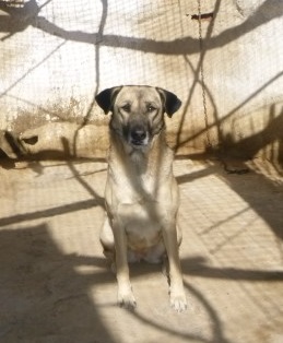 Nikita