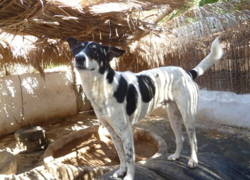 Caval