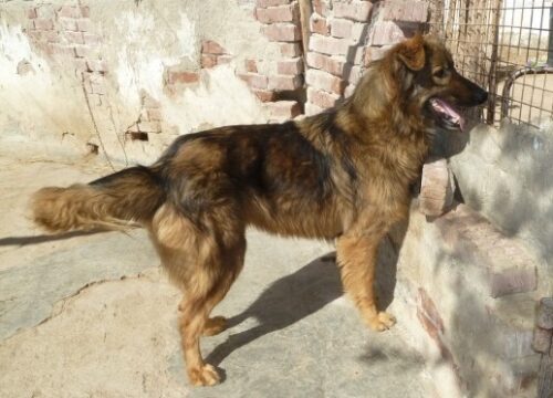 Zorio
