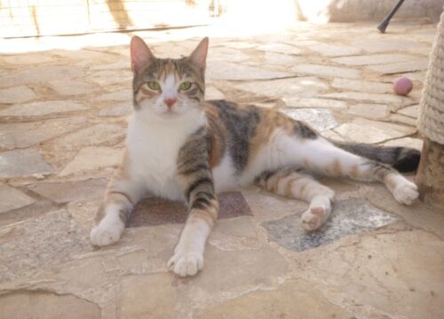Bessi