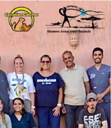 Castration campaign in El Quseir