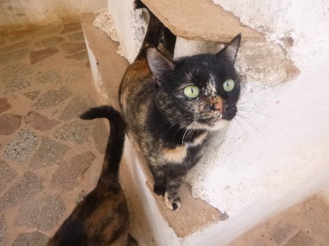 Lira
