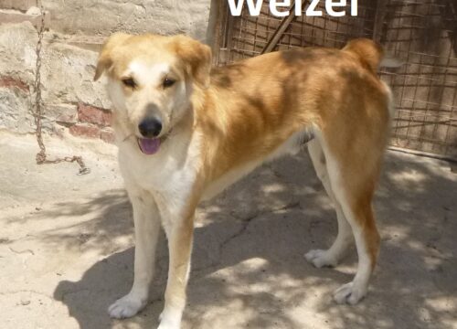 Welzel