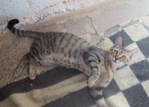 Rafael